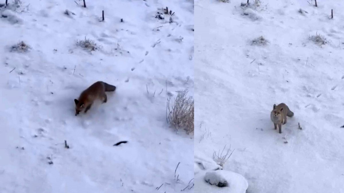 Ağrı’da kar esareti yaban hayatını şehre indirdi! Aç kalan tilki ilçe merkezinde görüntülendi