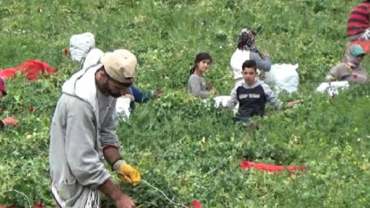 Plansız eğitim sistemi: 265 mühendis,  mevsimlik işçi olmak için başvurdu