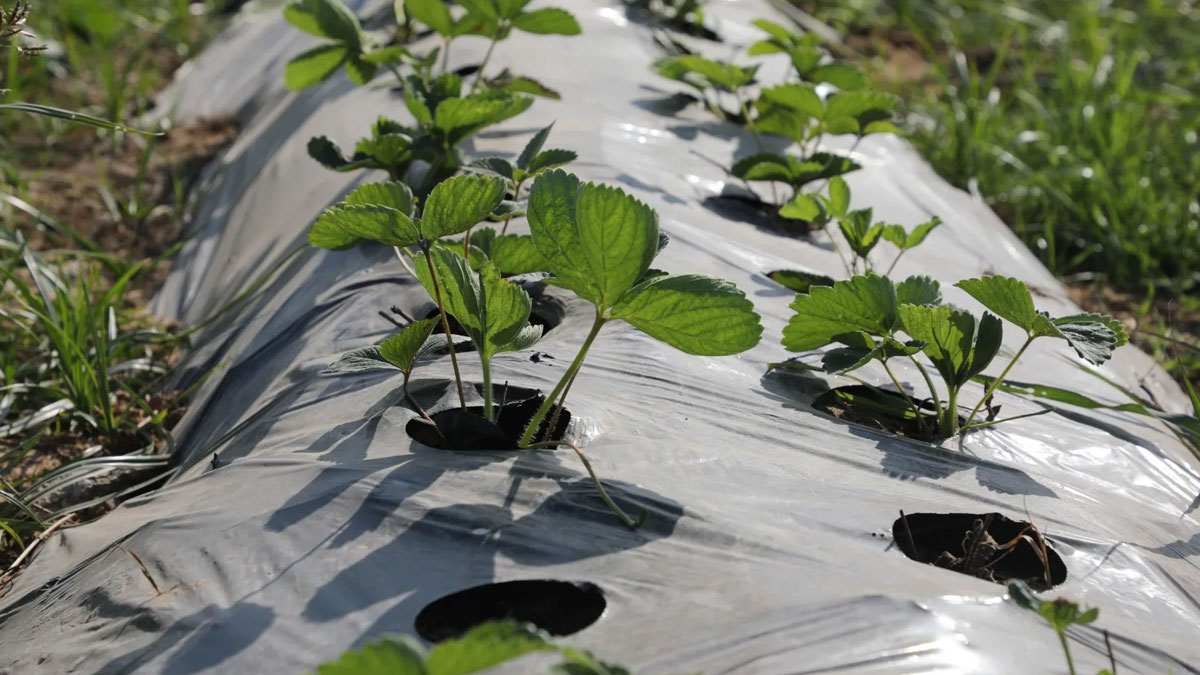 Rekabet Kurumu’ndan fide yetiştiricilerine soruşturma