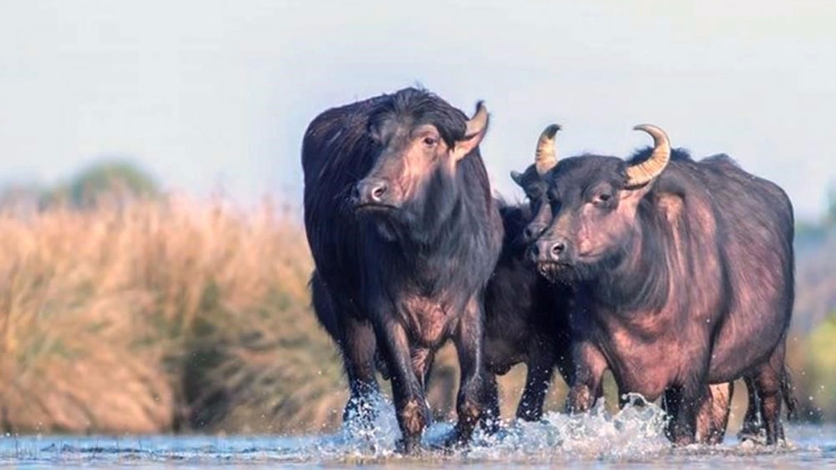 Türkiye’de manda popülasyonu hızla geriliyor: 30 yılda yarıdan fazla azaldı