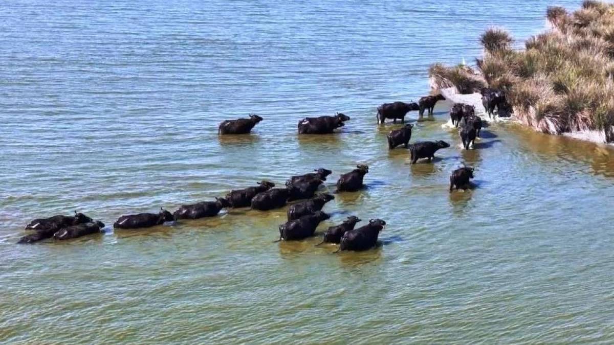 Türkiye’de manda varlığı alarm veriyor: 30 yılda yüzde 53’lük düşüş yaşandı