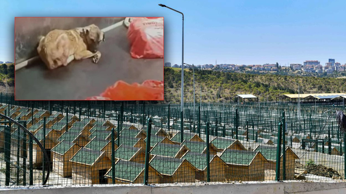 Ankara Büyükşehir Belediyesi'nden 'barınak' iddialarına cevap: Görüntüler kurumumuza ait değil