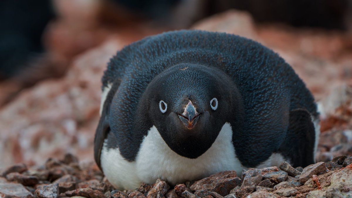 Antarktika’nın beyaz örtüsünde pembe izler! Penguenlerin dışkısı neden pembe?