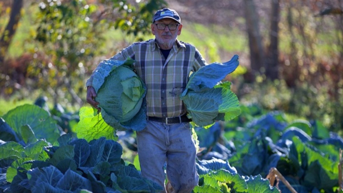 Emekli oldu, dededen kalma tohumla servet değerinde lezzet üretti: "Çocuk gibi bakıyorum!"
