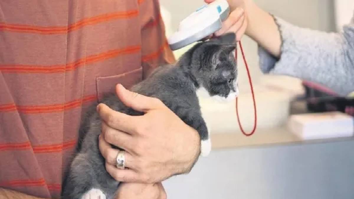 Evcil hayvan sahipleri dikkat! Mikroçip uygulamasında son 3 gün: Yaptırmayanlara cezai yaptırım uygulanacak