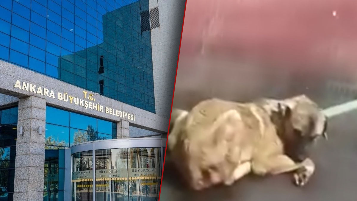 ABB'den Karataş hayvan barınağı iddialarına yalanlama: Görüntüler hem eski hem de başka tesise ait