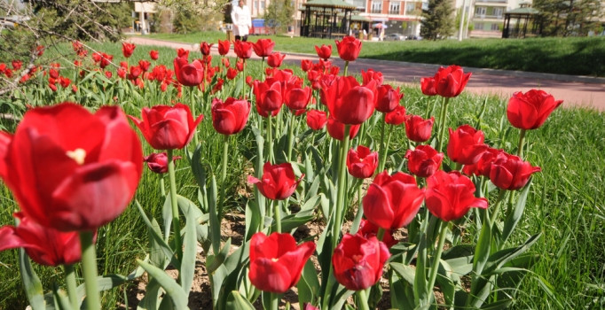 Adana'daki çiçek satıcılar 14 Şubat'tan umutlu