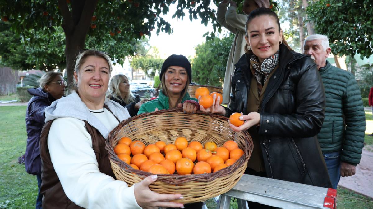 Antalya’nın turunçları Korkuteli’nden sofralara uzanıyor
