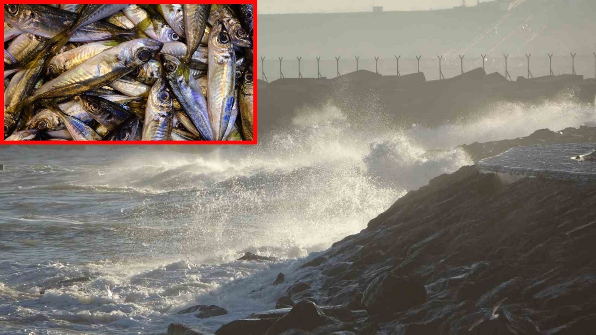 Fırtına tezgahları vurdu, hamsinin yerini o balık aldı: Kilosu 100 liradan satılıyor