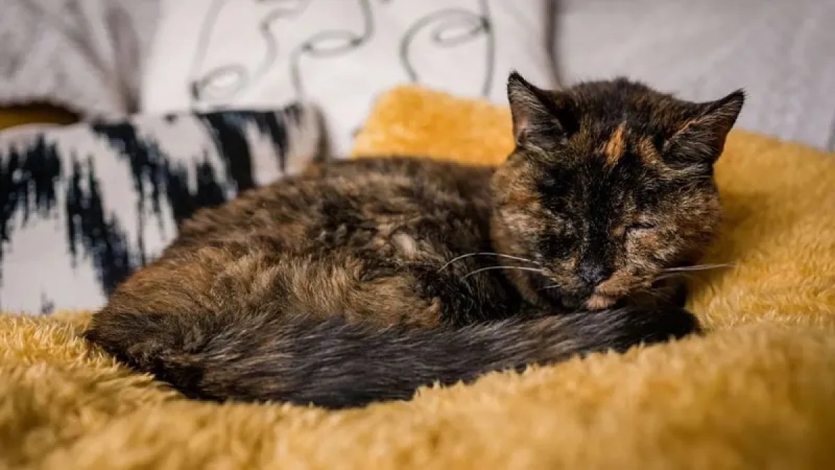 Dünyanın en yaşlı kedisi Flossie 30 yaşına girdi