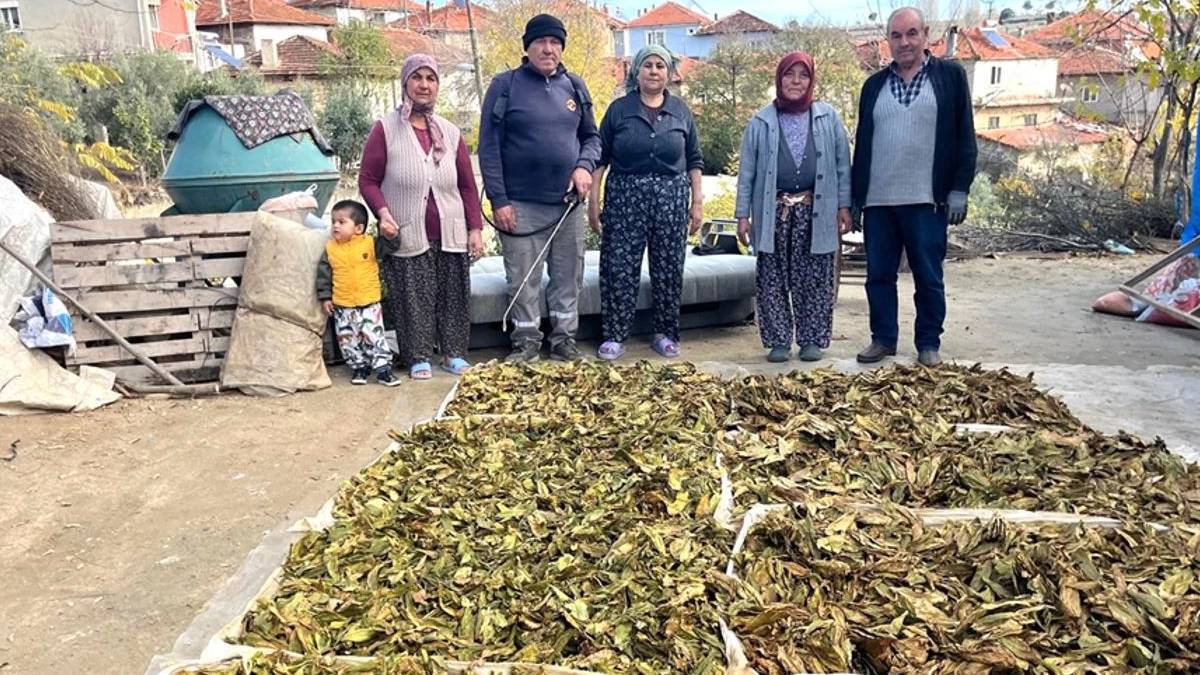 11 aylık zorlu süreç tamamlandı! Yapraklar kolilere basılıyor, kilosu 305 TL’yi buluyor