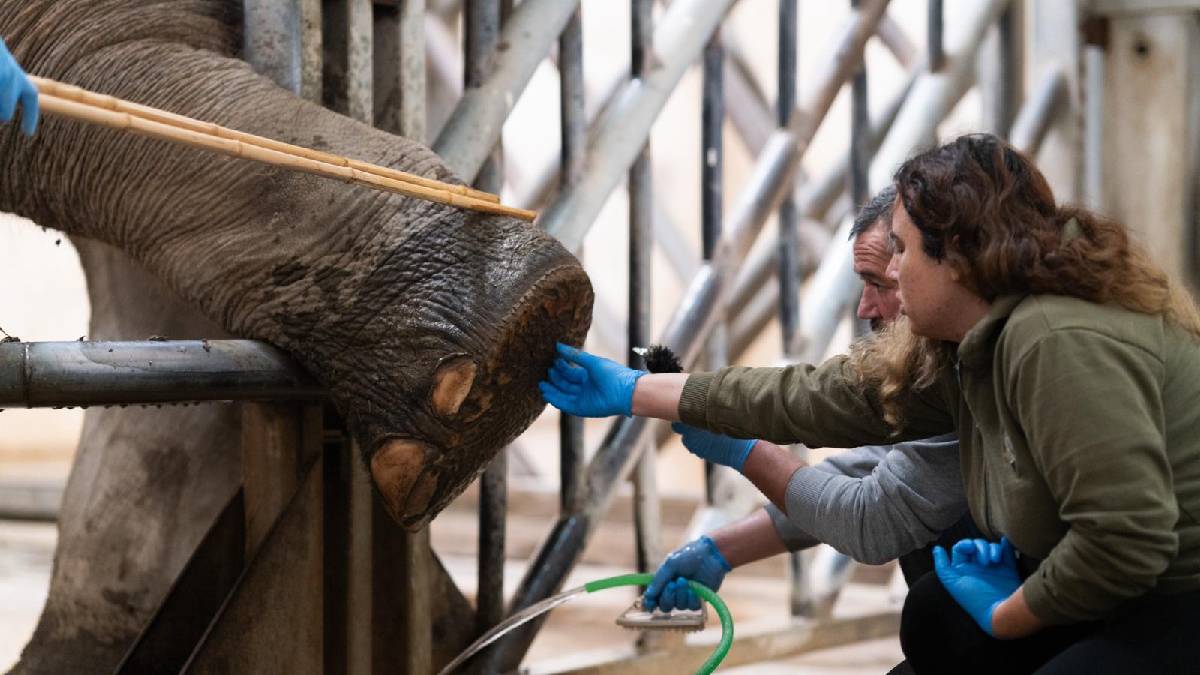 İzmir Doğal Yaşam Parkı’nın fillerine hayat kurtaran ayak bakımı