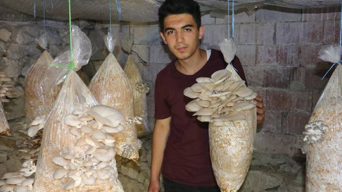 Balkonda bile yetişiyor, farklı çeşitleriyle biliniyor! Yetiştirmesi her şeyden daha kolay