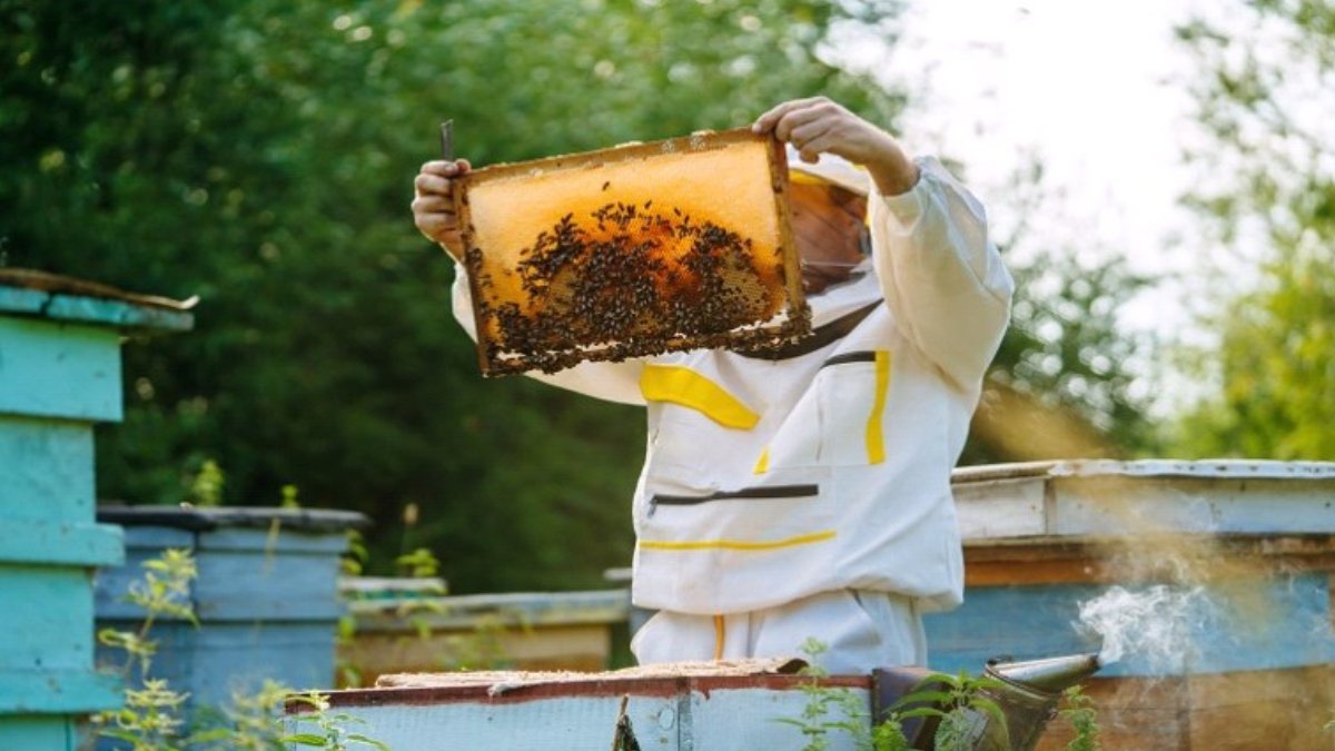 Yeşil havacılık teşvikinde beklenmedik kriz: Arılar yok oluyor
