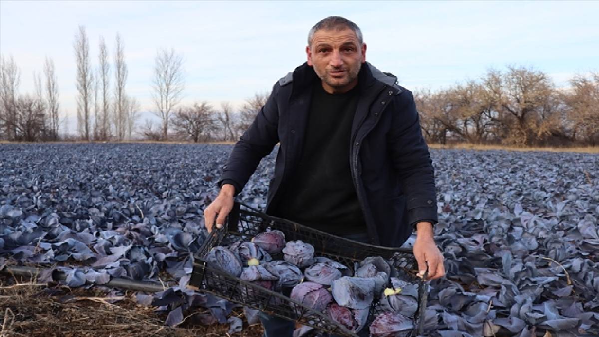 Soğuk havaya inat topladılar! Kış ayında sebze hasadı yapıldı: Hem üretici hem bölge halkı kazanıyor