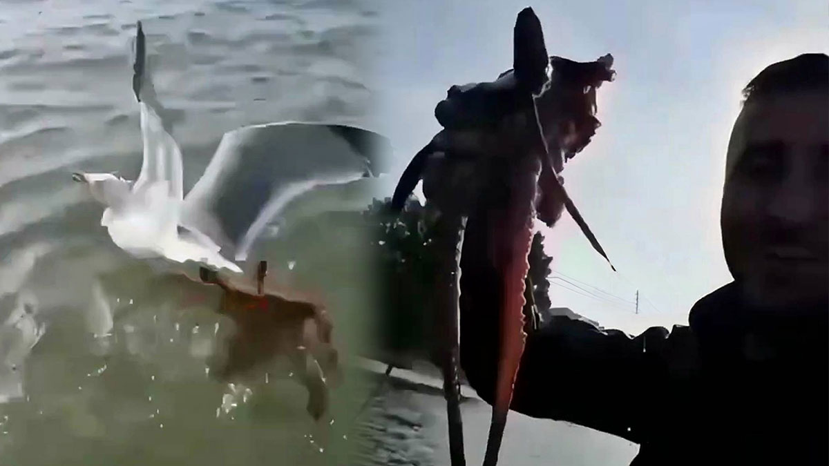 Martıyı ahtapotun elinden kurtarmak isterken linç yedi!