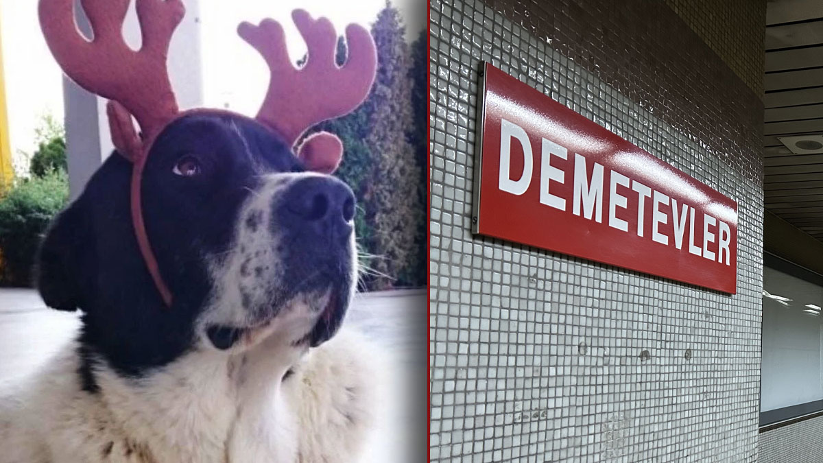 EGO Genel Müdürlüğü duyurdu: Başkentte 'Matmazel' köpeğin öldürülmesine ilişkin soruşturma başlatıldı