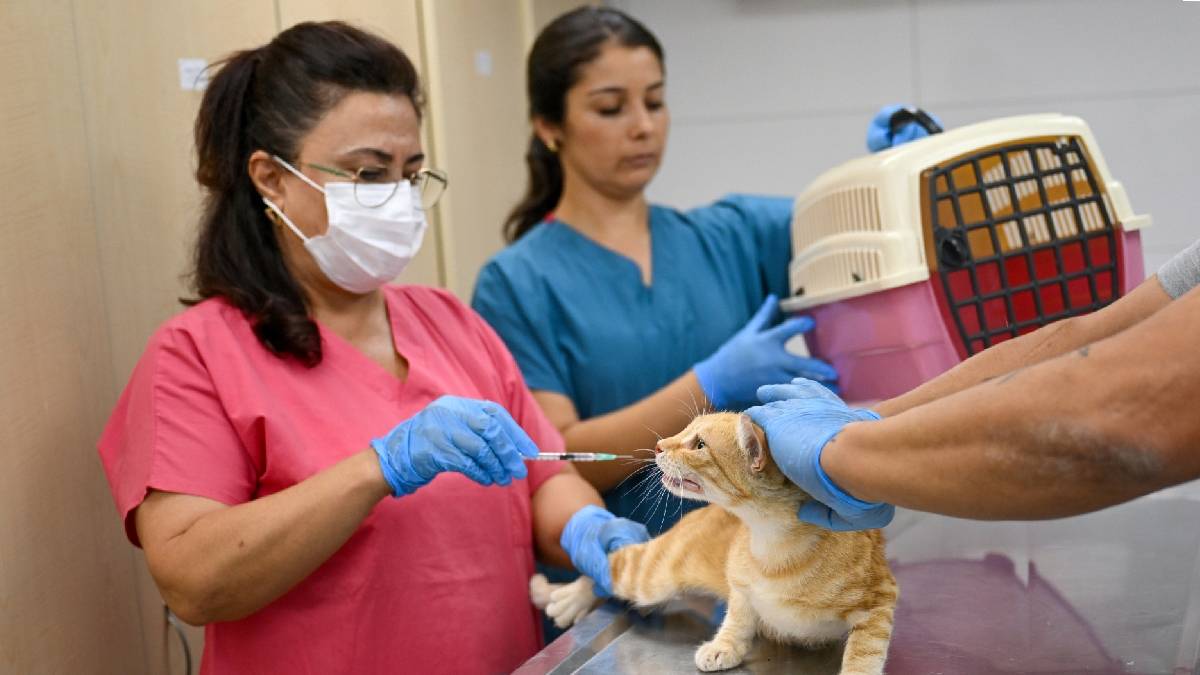 Eros Kedi Kliniği Bornova’da umut merkezi oldu: Modern klinikte dört ayda yüzlerce operasyon yapıldı