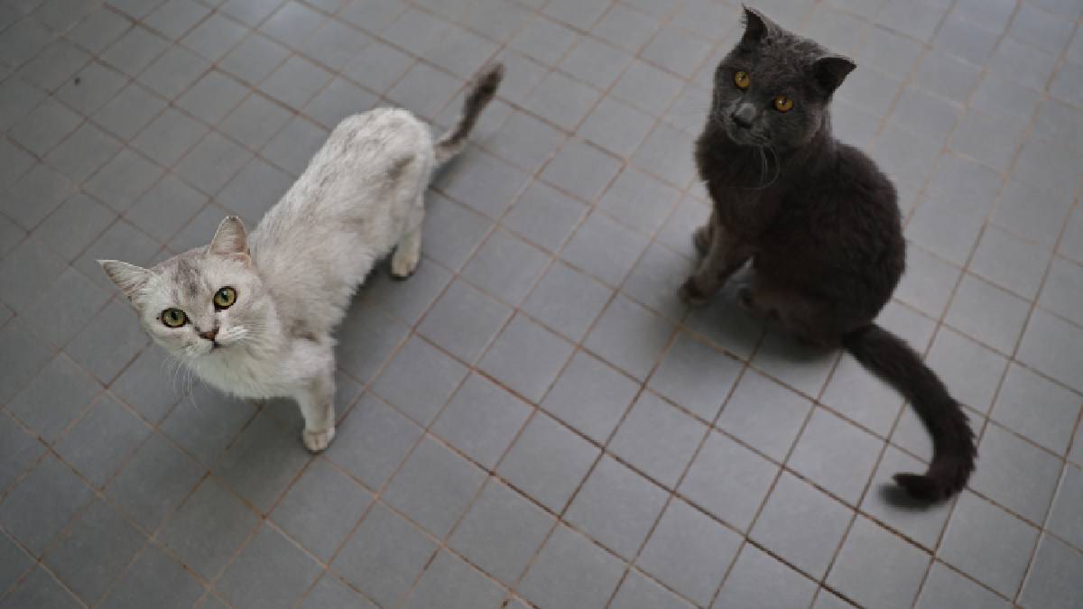 Sokak Hayvanları Geçici Bakımevi can dostlara yeni yuva yolu oluyor