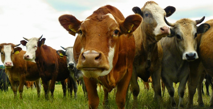 Google "İnek Tanıma Sistemi" geliştirdi