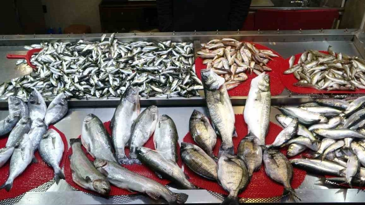 Gürcistan hamsisi gelmedi, tezgah yön değiştirdi! Tahtın yeni varisi istavrit oldu