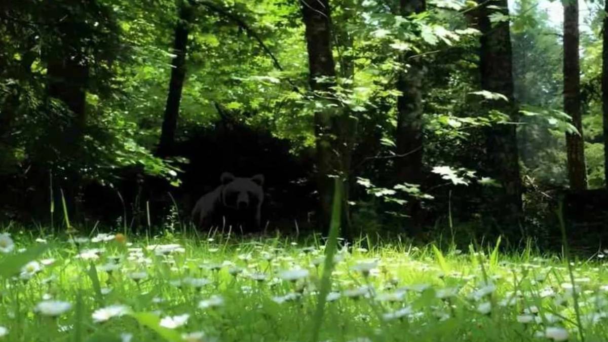 Sadece üstün dikkat sahipleri seçebiliyor! Resimdeki gizli ayıyı 9 saniyede bulabilecek misiniz?