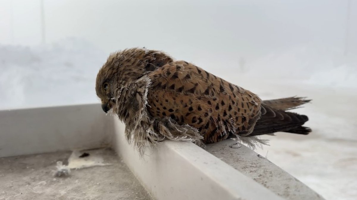 Dondurucu soğuk deyimi gerçek oldu! Yakıt pompasının üzerinde taş kesildi