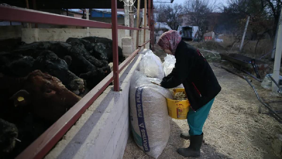 Genç veterineri devlet destekledi hayvancılığa başladı! 30 düveyle üretim atağı: Hedefi 5 ayda sayıyı ikiye katlamak
