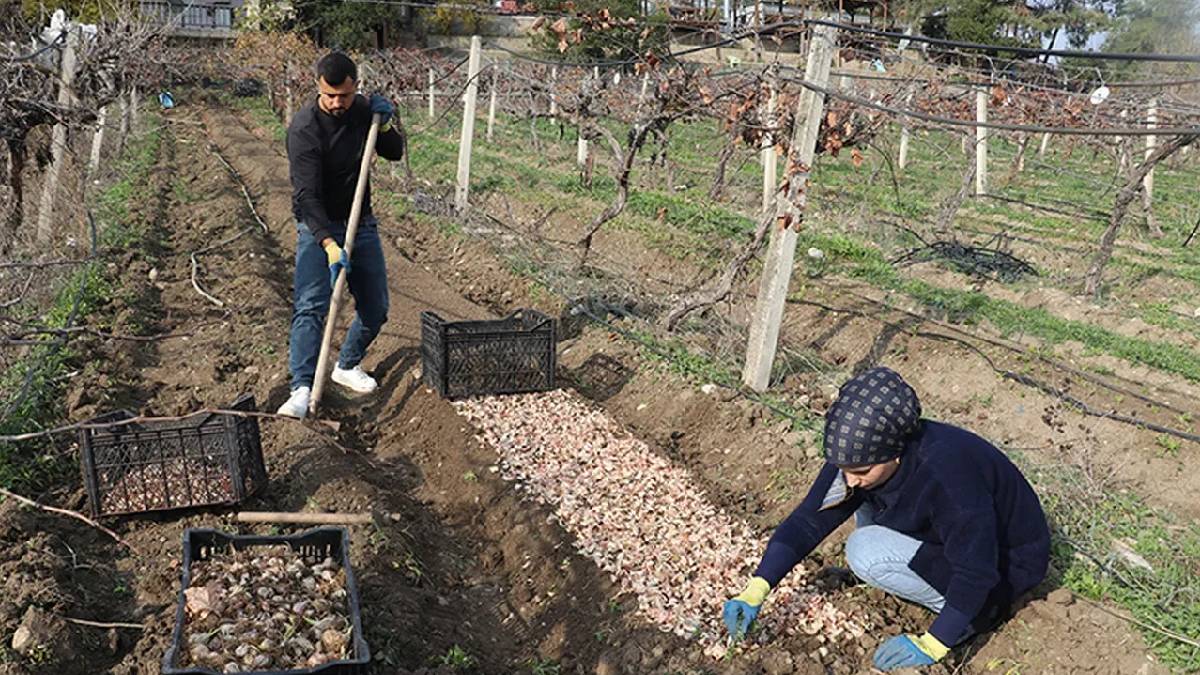 Hem çiçeğini hem tohumunu satıyor, talep patlıyor! Yurt içinin ardından yurt dışına açılmaya hazırlıyor