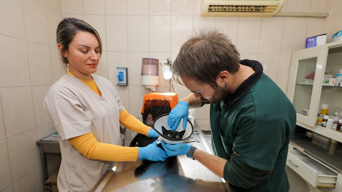 Gaziemir Belediyesi 6 bin 222 can dostun yaşamına dokundu