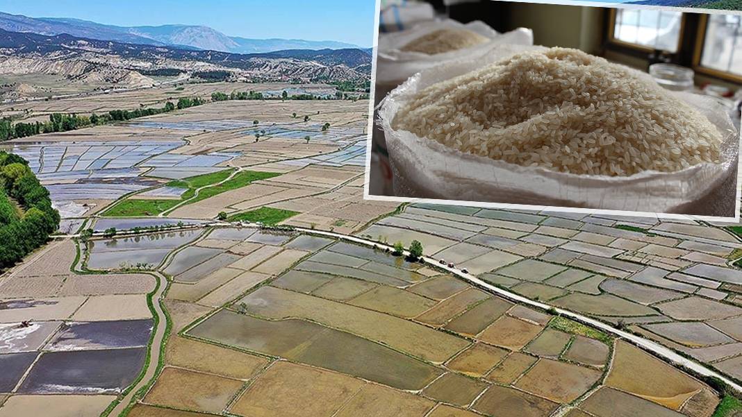 Devrez Vadisi’nde maden çığlığı: Tosya pirinci yok olacak