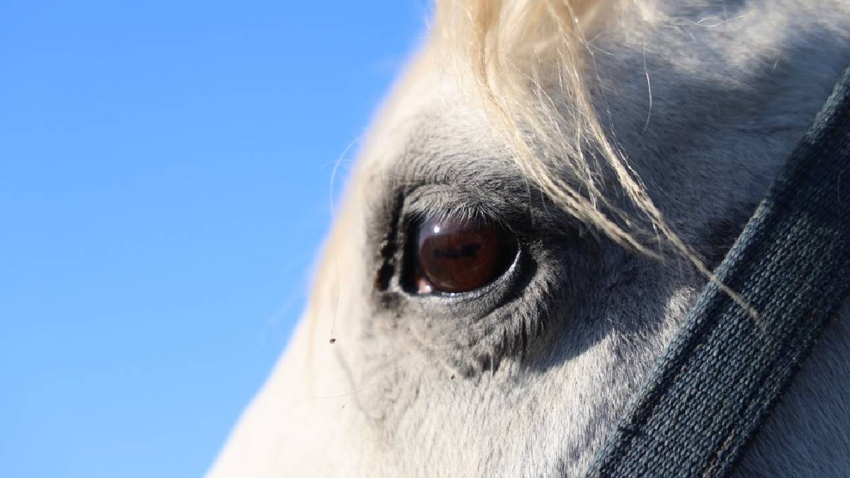 En ucuzunun fiyatı 1 milyon liradan başlıyor! 30 yıldır devam eden mesai: Hepsi özel hepsi değerli