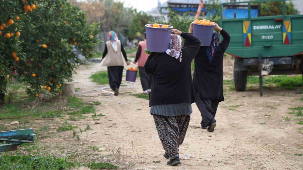 Dalında kalan turunç kadınların elinde servete dönüşüyor! 5 TL'den 300 TL'ye...