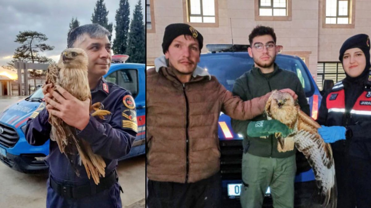 Amasya'da yaralı şahin seferberliği! Tavukların arasında bulundu