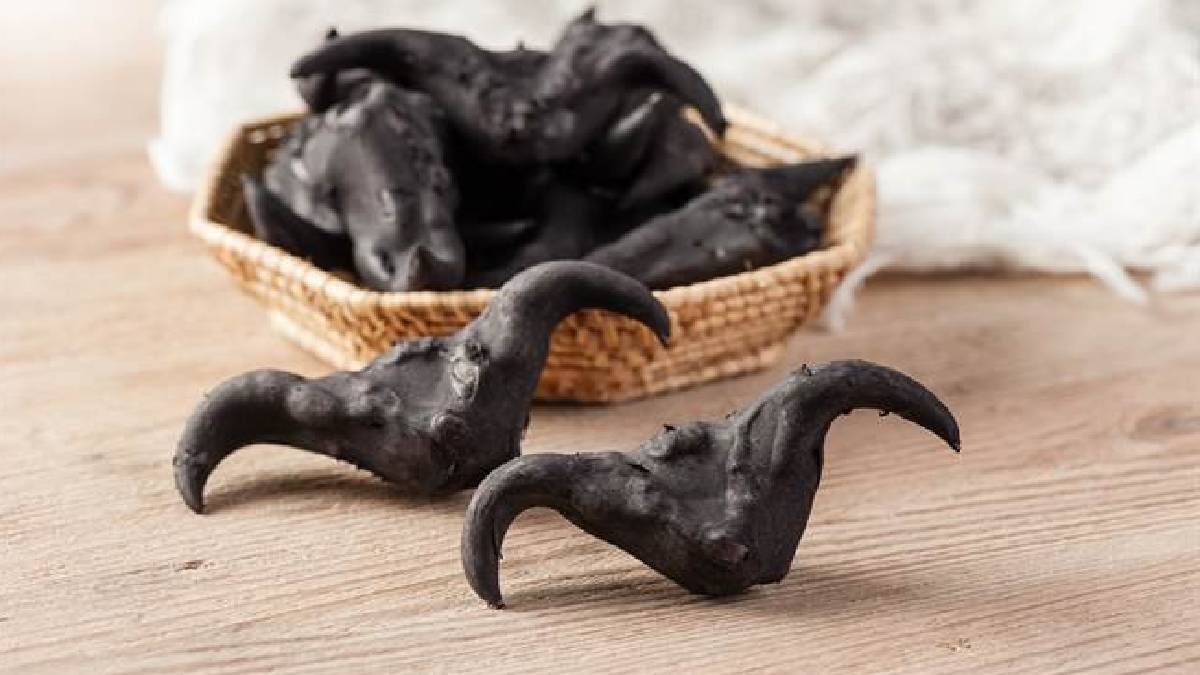 Minik yarasaya benziyor, gerçeği gören şaşıp kalıyor! Su Kestanesi sosyal medyayı salladı