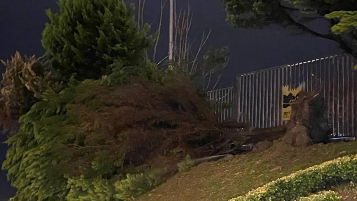 Zeytinburnu'nda fırtına ağaçları devirdi: 1 yaralı