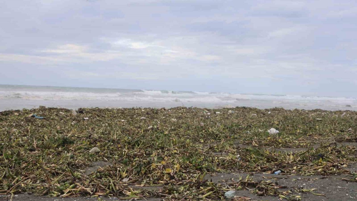 Hatay’da istilacı alarmı! Asi Nehri'nden tonlarcası denize aktı, sahil yeşile büründü