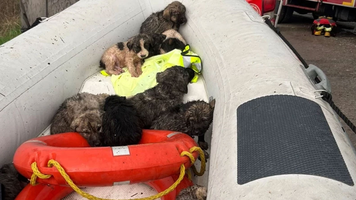 Manisa'da yürek ısıtan olay: Çaya düşen yavru köpekler kurtarıldı