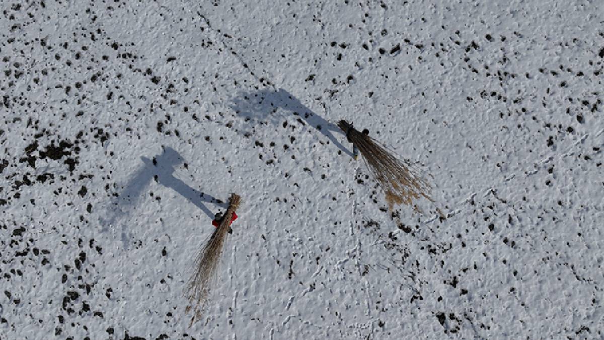 Dondurucu soğuk engel olmuyor, hasat devam ediyor! Bölge halkının gelir kaynağı: “Çocuklarımı bu işle büyütüyorum”