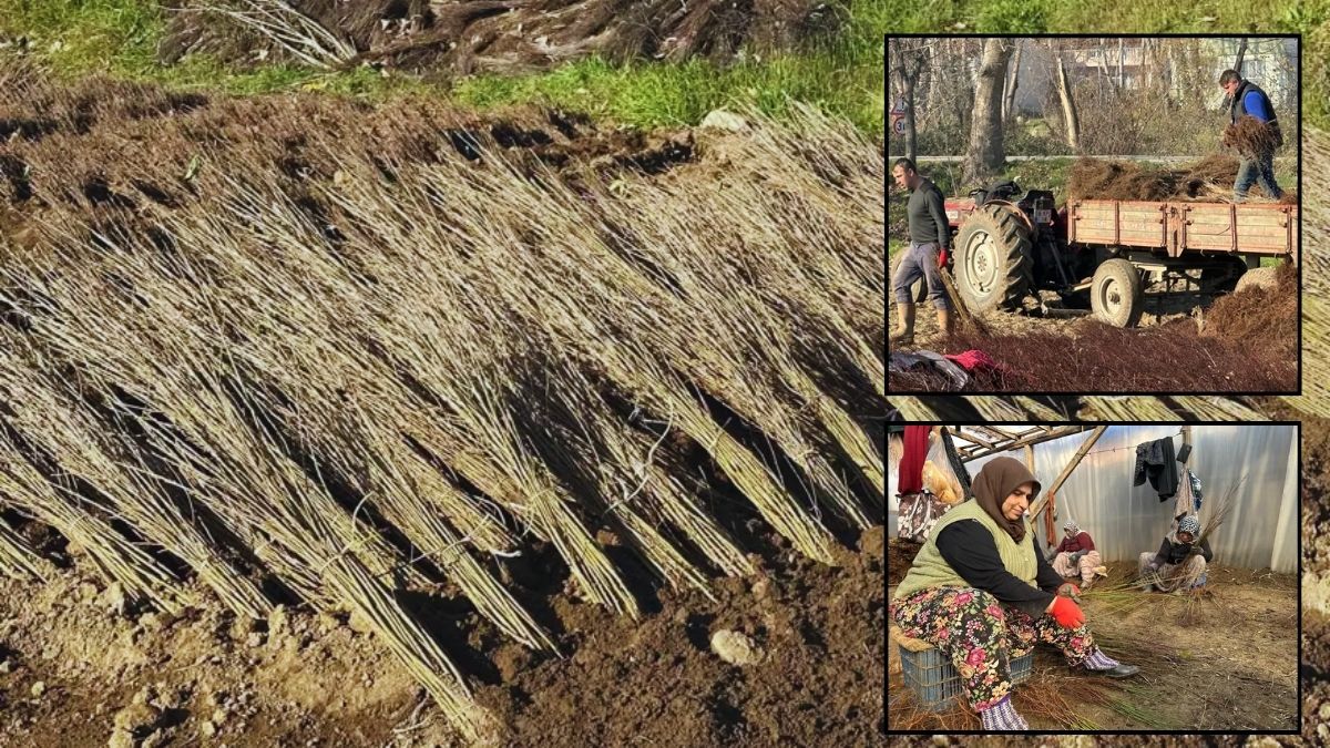 Türkiye’nin dört bir yanından topluyor, Bursa’da üretiyor! 600 dönümde 15 milyon üretim: Satışı yurt dışına taşıyor