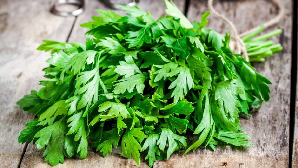 C vitamini şampiyonu belli oldu! Hastalıklara karşı en etkili kalkan: Maydanozu sofranızdan eksik etmeyin