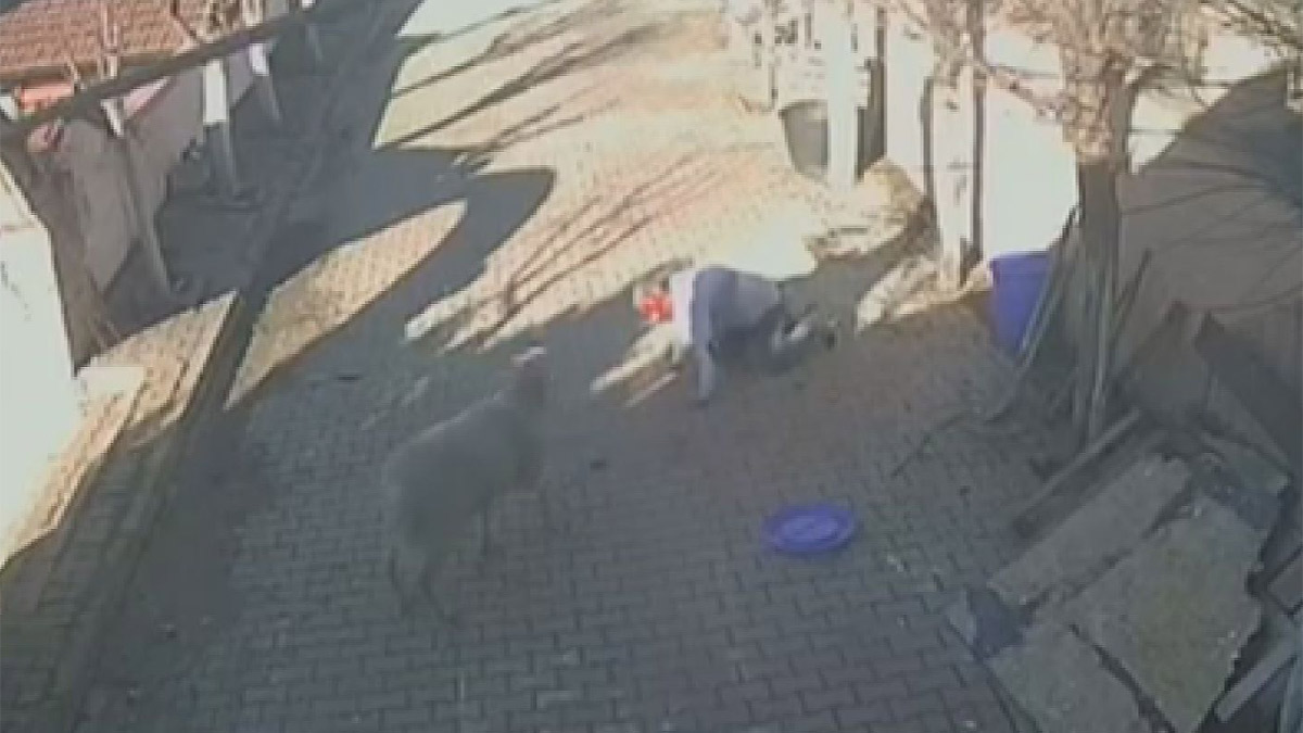 Silivri'de koç sahibine saldırdı, hastanelik etti: Kanlar içinde kaldı, kaburgaları kırıldı