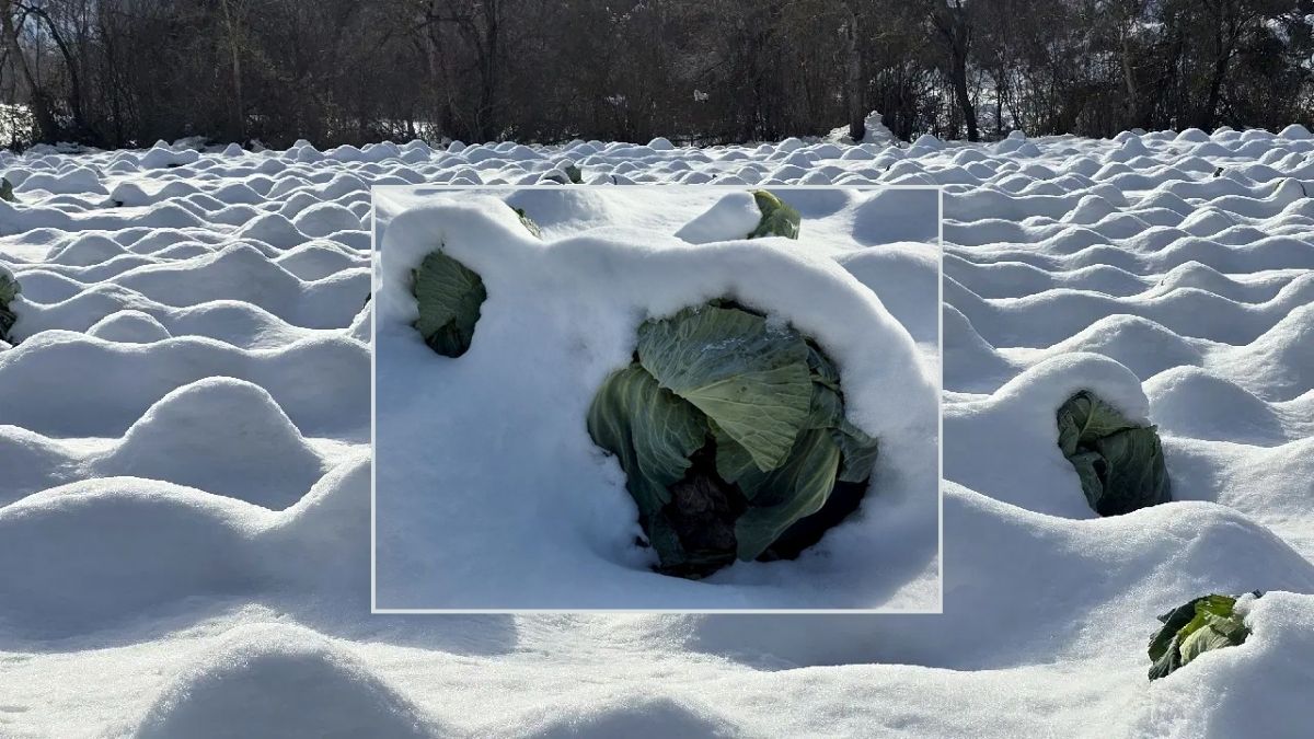 Kar altında yetişiyor, 500 dekarda 1250 ton rekolte bekleniyor! Ata tohumlu ürün 20 kiloya kadar çıkıyor