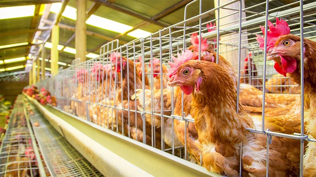 Yumurtacı tavuklarda kafes alanı düşürüldü