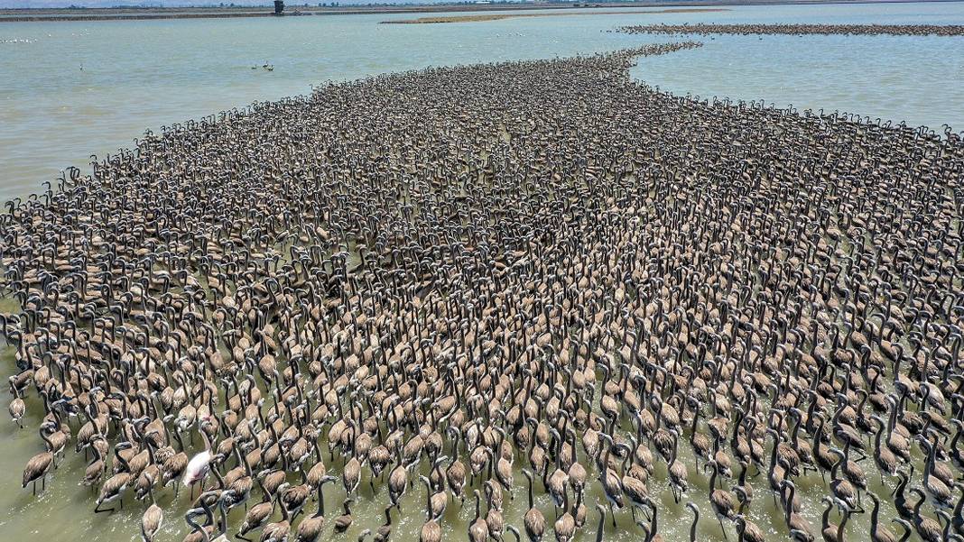 Ramsar koruması bile yetmedi: Manyas 'ağır metal' kıskacında! Cennet sanayi çöplüğüne mi dönüyor?