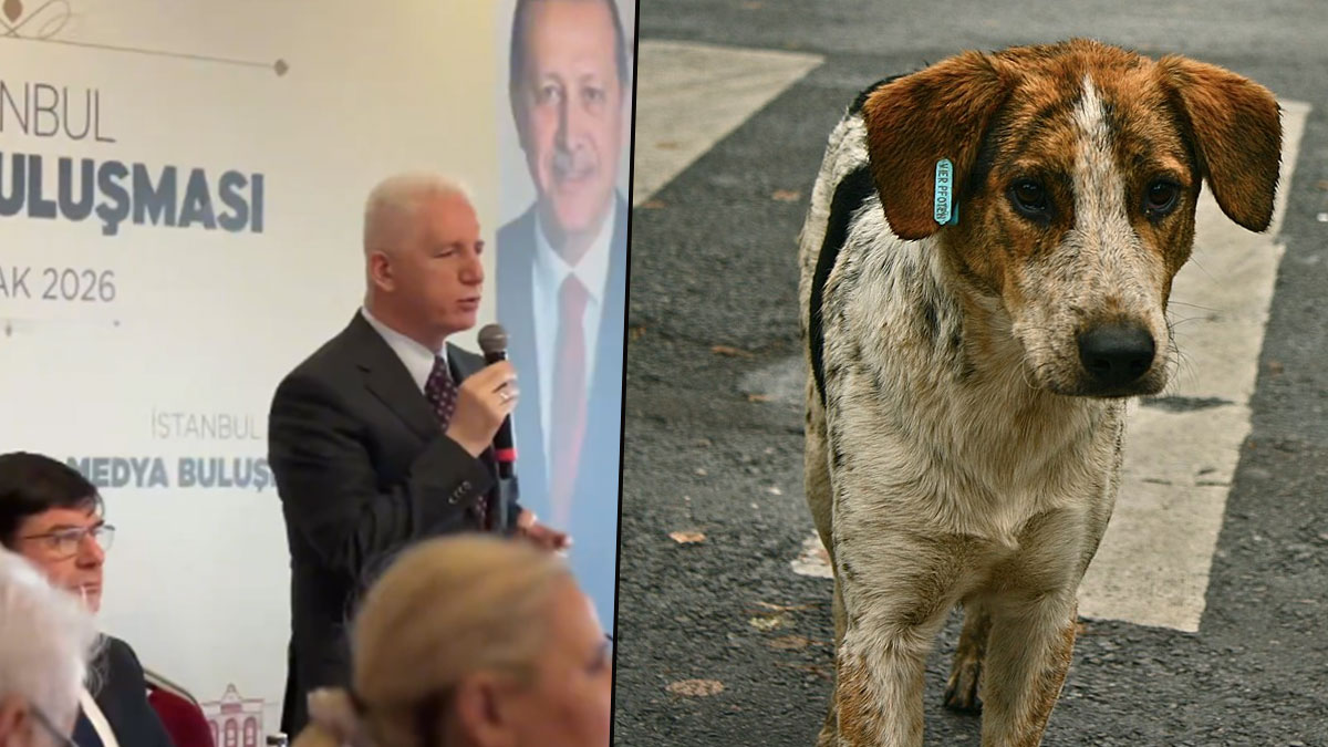 Vali Gül’den sahipsiz hayvanlar uyarısı: Belediyeler yeterince adım atmıyor
