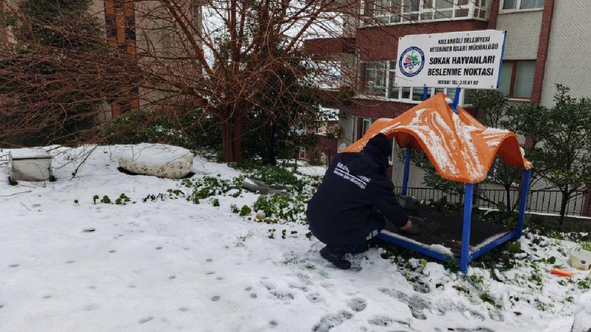 Kdz. Ereğli Belediyesi sokak hayvanlarına sahip çıkıyor