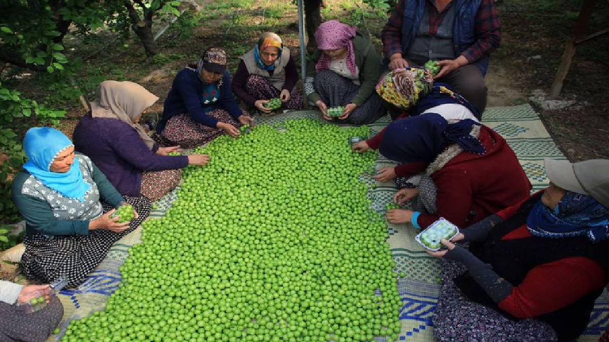 Kış aylarının en lüks meyvesi oldu! Tanesi 100 TL’ye satılıyor, tadına yalnızca hamileler bakıyor…