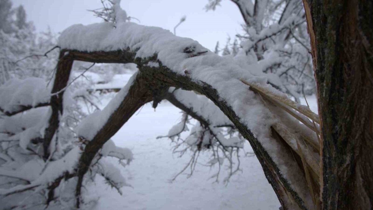 Dev ağaçlar kar kütlelerine dayanamadı! Kiminin dalları kırıldı kimi ortadan yarıldı