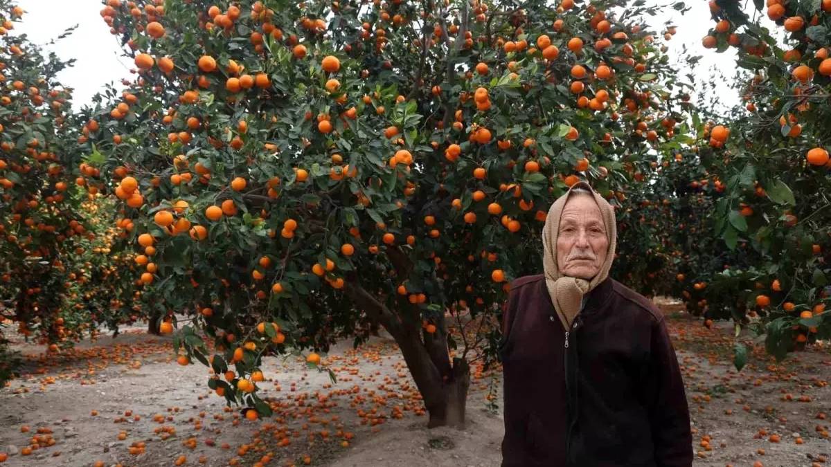 Rekoltede bereket yaşandı, ürünler tarlada kaldı! Dallar bile taşıyamıyor: Her yer turuncuyu büründü